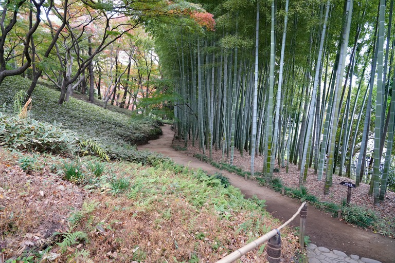 殿ヶ谷戸庭園の竹林