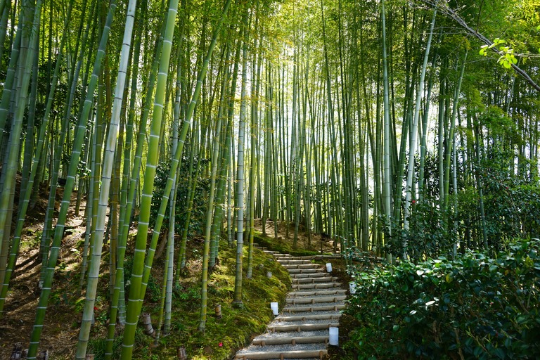 竹林の中の道