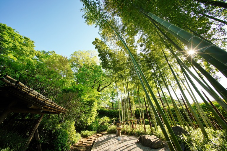 赤塚植物園の竹林