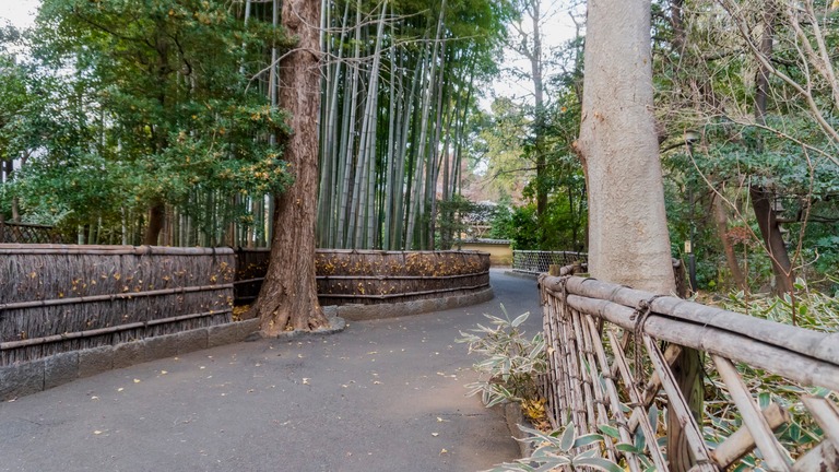 観泉寺の道と竹林