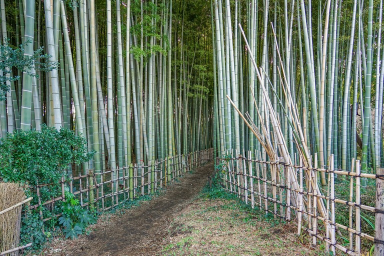 竹山緑地(世田谷)