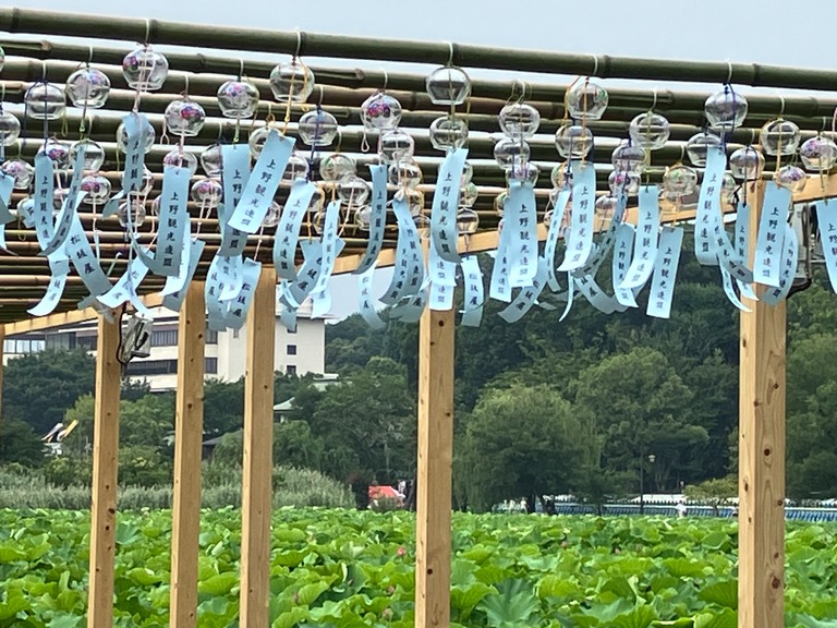 うえの夏まつり 不忍池蓮見デッキ