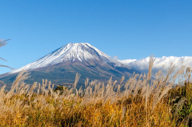 朝霧高原の富士山とすすきの景色