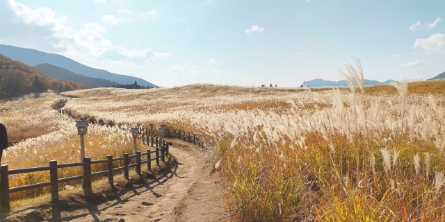 曽爾高原のすすきと絶景が広がる道