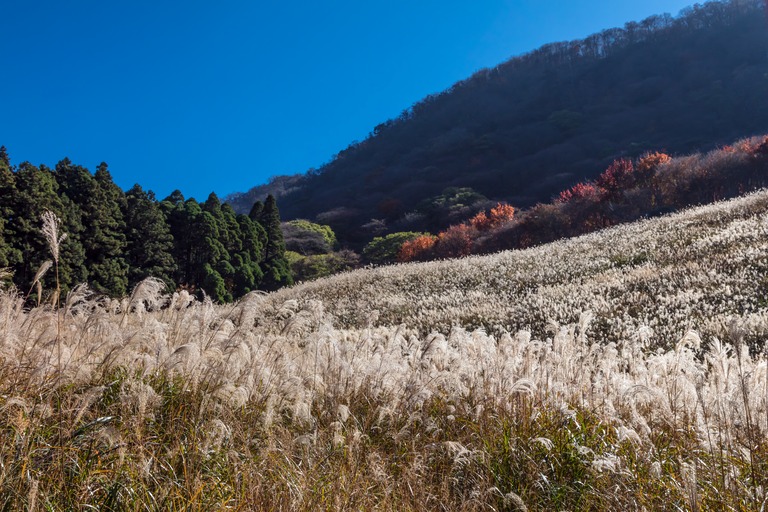 鷹巣原高原のすすき　絶景