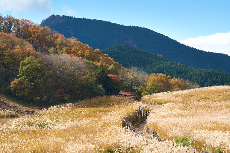奈良県曽爾高原のススキ