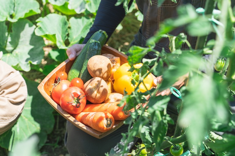 野菜を収穫する農家　手元
