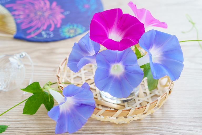 朝顔の切り花のアレンジとうちわとガラスの風鈴