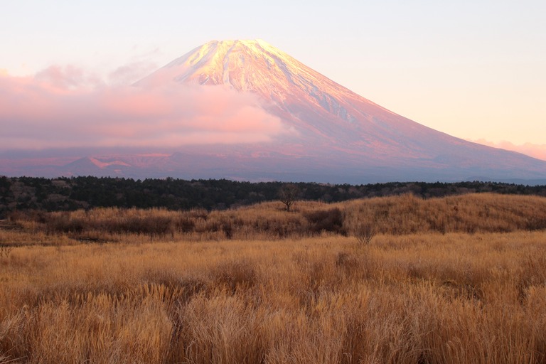 朝霧高原と富士山とすすき 赤い日光