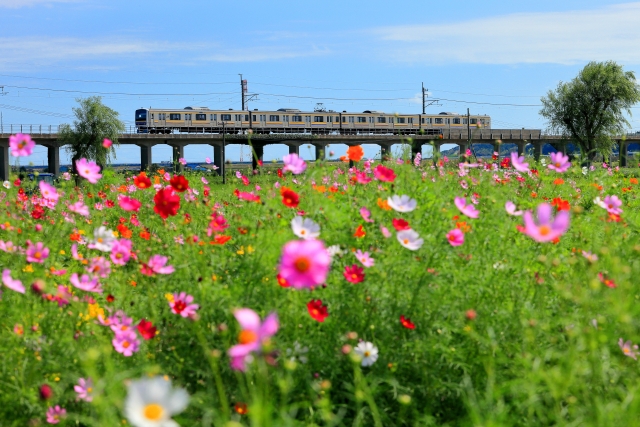 与田浦のコスモス畑　背景に青空と電車