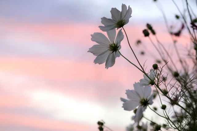 秋の花 コスモスと夕日