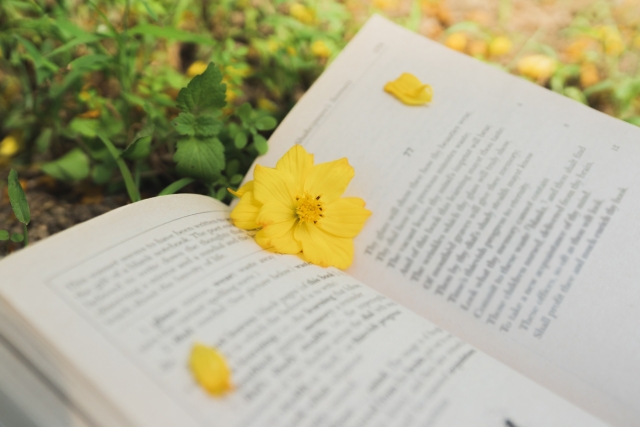 黄色いコスモスと本　秋の読書イメージ