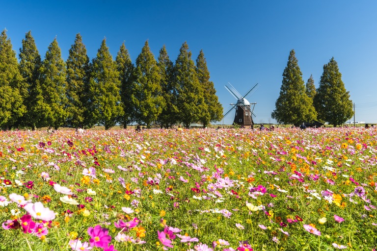 千葉県・あけぼの山農業公園・秋のコスモス