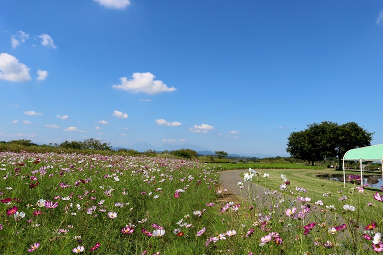河川敷で咲くコスモスの花　道　秋の鬼怒グリーンパーク