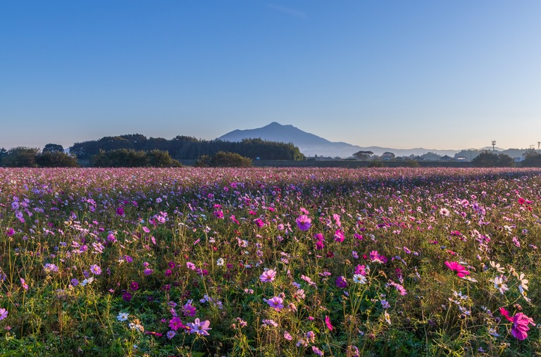 小貝川ふれあい公園から夜明けの筑波山とコスモス畑