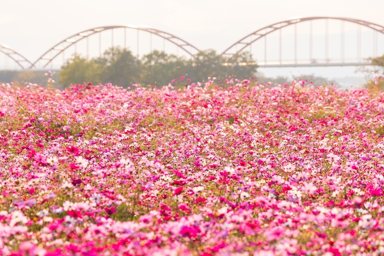 日本の風景・秋 埼玉県鴻巣市 吹上コスモス畑