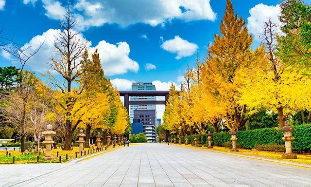 靖国神社 イチョウ 銀杏