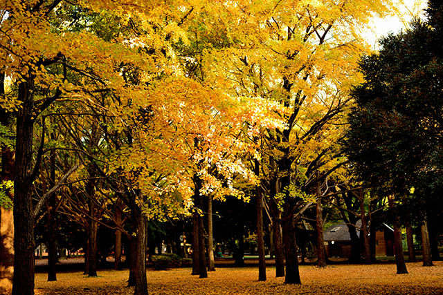 代々木公園 イチョウ 銀杏