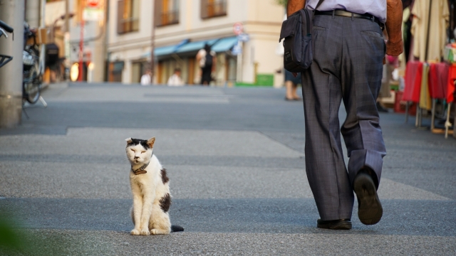 谷根千の街並み サラリーマンと猫