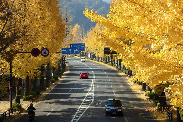 八王子 甲州街道 イチョウ 銀杏