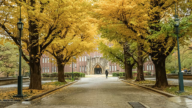 東京大学 イチョウ 銀杏