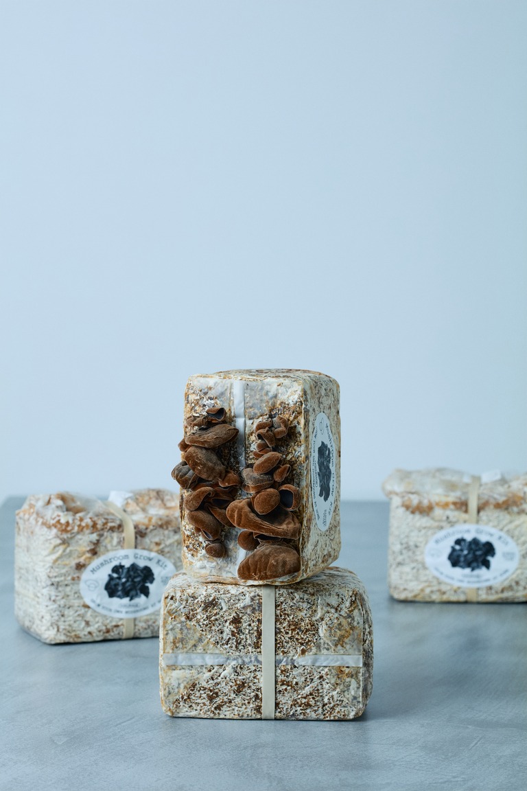 KINOKO SOCIAL CLUB　Mushroom Grow Kit