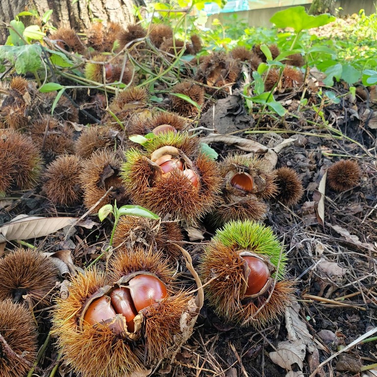 藤野園芸ランド　栗農園　栗拾い