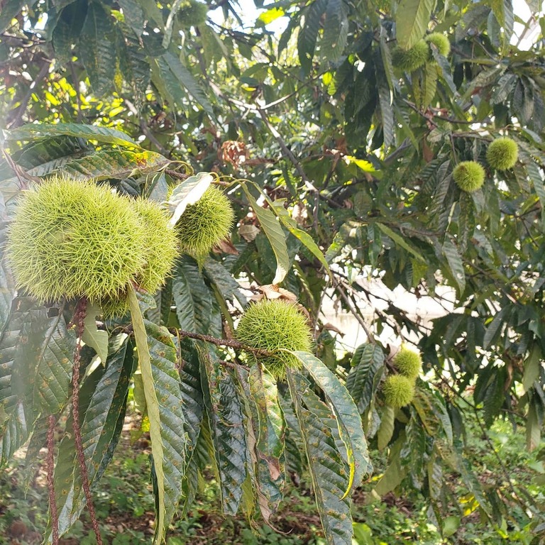 藤野園芸ランド　栗農園　栗拾い
